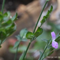 Dicliptera